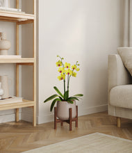 Load image into Gallery viewer, Eternal Gray stand:walnut