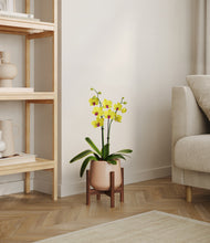 Load image into Gallery viewer, Gentle Pink stand:walnut