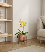 Load image into Gallery viewer, Calm Rose stand:walnut