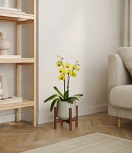 Load image into Gallery viewer, Turquoise stand:walnut