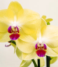 Load image into Gallery viewer, ALL