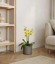 Load image into Gallery viewer, Dark Olive