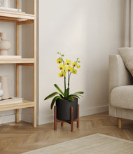 Load image into Gallery viewer, Black stand:walnut