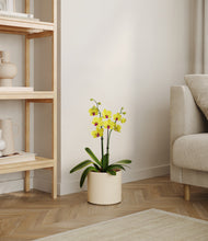 Load image into Gallery viewer, Cream