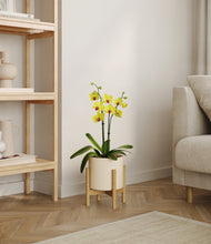 Load image into Gallery viewer, Cream stand:bamboo