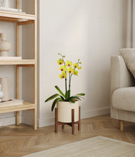 Load image into Gallery viewer, Cream stand:walnut