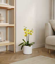 Load image into Gallery viewer, White