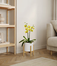 Load image into Gallery viewer, White stand:bamboo