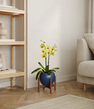 Load image into Gallery viewer, Deep Navy stand:walnut