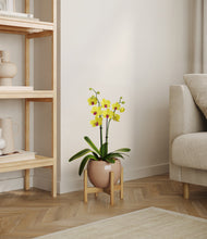 Load image into Gallery viewer, Desert Brown stand:bamboo