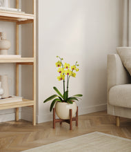 Load image into Gallery viewer, Shiny EggWhite stand:walnut