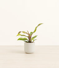 Load image into Gallery viewer, Cotton White*****Profile