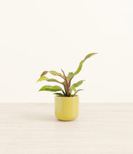 Load image into Gallery viewer, Key Lime Yellow*****Profile