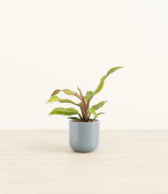 Load image into Gallery viewer, Misty Blue*****Profile
