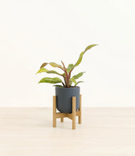Load image into Gallery viewer, Iron Gray stand:bamboo