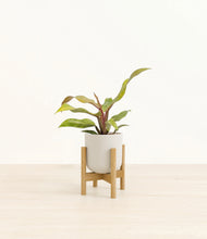 Load image into Gallery viewer, Natural Bamboo stand:bamboo