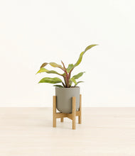 Load image into Gallery viewer, Sage Green stand:bamboo