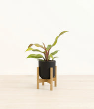 Load image into Gallery viewer, Stone Black stand:bamboo