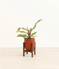 Load image into Gallery viewer, Earth Red stand:walnut