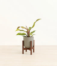 Load image into Gallery viewer, Sage Green stand:walnut