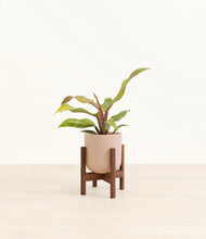 Load image into Gallery viewer, Sandy Pink stand:walnut