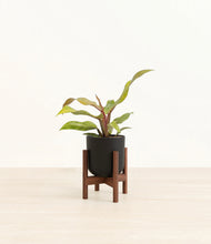 Load image into Gallery viewer, Stone Black stand:walnut