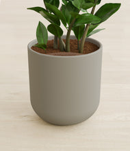 Load image into Gallery viewer, Sage Green stand:all