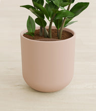 Load image into Gallery viewer, Sandy Pink stand:all