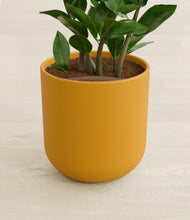 Load image into Gallery viewer, Sunset Orange stand:all