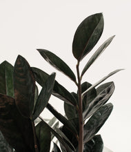 Load image into Gallery viewer, ALL