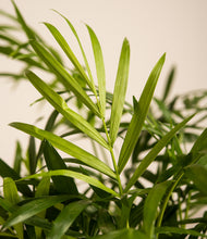 Load image into Gallery viewer, ALL