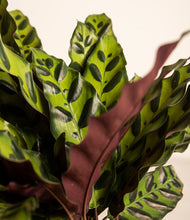 Load image into Gallery viewer, ALL