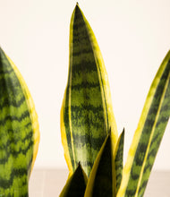 Load image into Gallery viewer, ALL