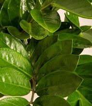 Load image into Gallery viewer, ALL