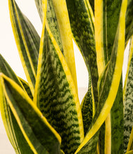 Load image into Gallery viewer, ALL