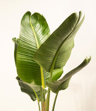 Load image into Gallery viewer, ALL