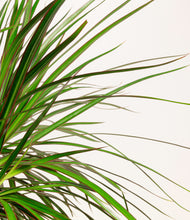 Load image into Gallery viewer, ALL