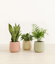 Load image into Gallery viewer, Lily Pad*****Profile