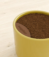 Load image into Gallery viewer, Key Lime Yellow