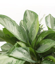 Load image into Gallery viewer, ALL