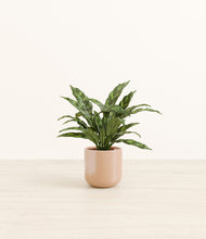 Load image into Gallery viewer, Glossy Pink*****Profile