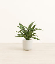 Load image into Gallery viewer, Cotton White*****Profile