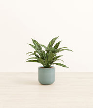 Load image into Gallery viewer, Reactive Aqua*****Profile