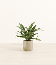 Load image into Gallery viewer, Sage Green*****Profile