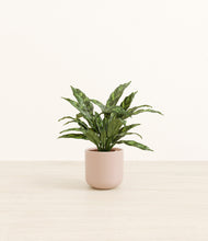 Load image into Gallery viewer, Sandy Pink*****Profile