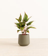 Load image into Gallery viewer, Olive*****Profile