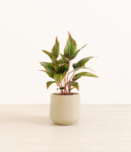 Load image into Gallery viewer, Almond Green*****Profile