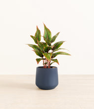 Load image into Gallery viewer, Deep Navy*****Profile