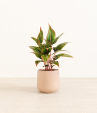 Load image into Gallery viewer, Gentle Pink*****Profile