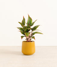 Load image into Gallery viewer, Mustard*****Profile